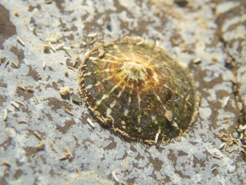 , Lottia filosa