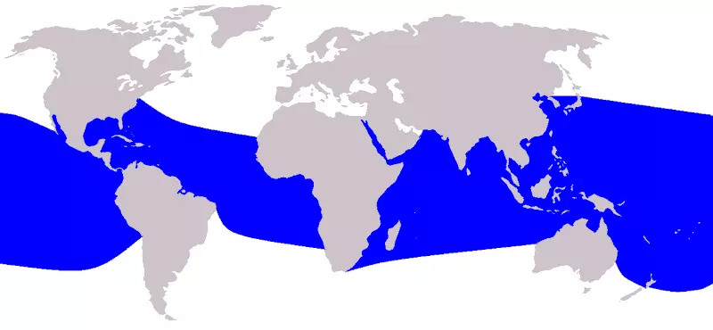 Spinner-Dolphin-Stenella-longirostris-Range-Map-Distribution Spinner-Dolphin-Stenella-longirostris-Range-Map-Distribution