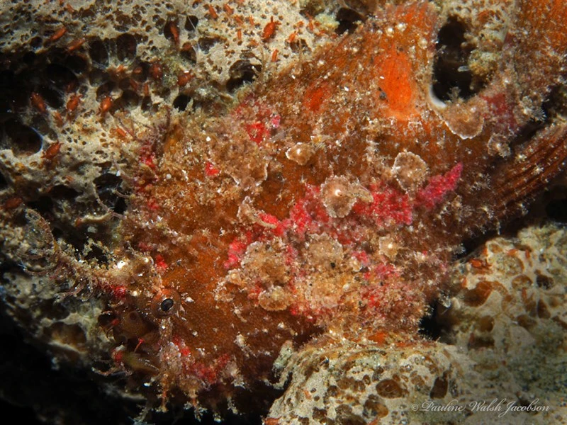 Scarlet frogfish, Scarlet Frogfish, Abantennarius coccineus