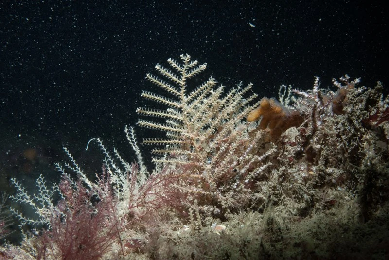 , Sea Fir, Abietinaria abietina