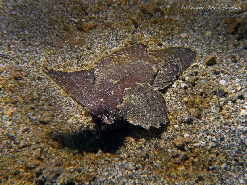 Spiny waspfish, Ablabys Macracanthus, Ablabys macracanthus
