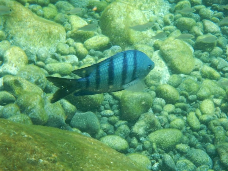 African sergeant, African Sergeant - Abudefduf hoefleri, Abudefduf hoefleri