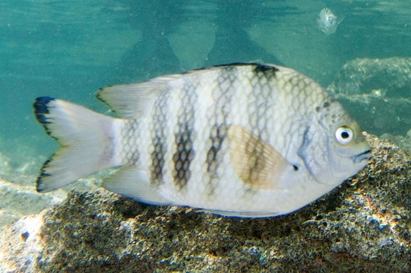 Banded sergeant, Banded Sergeant, Abudefduf septemfasciatus