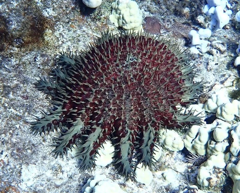 , Crown Of Thorns Starfish, Acanthaster planci