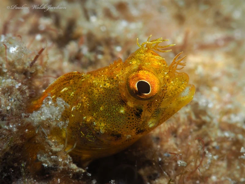 Roughhead blenny, Roughhead Blenny, Acanthemblemaria aspera