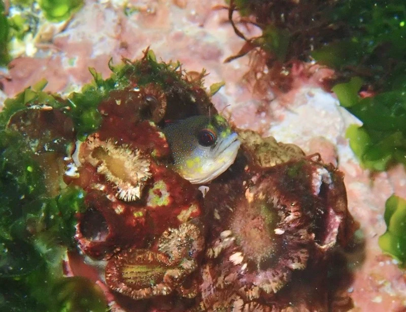 Galapagos barnacle blenny, Galapagos Barnacle Blenny, Acanthemblemaria castroi
