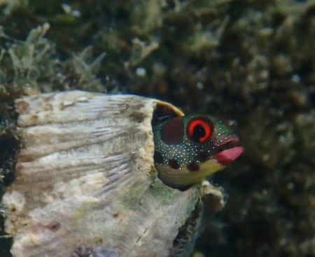 Hancock's blenny, Hancock's Blenny, Acanthemblemaria hancocki