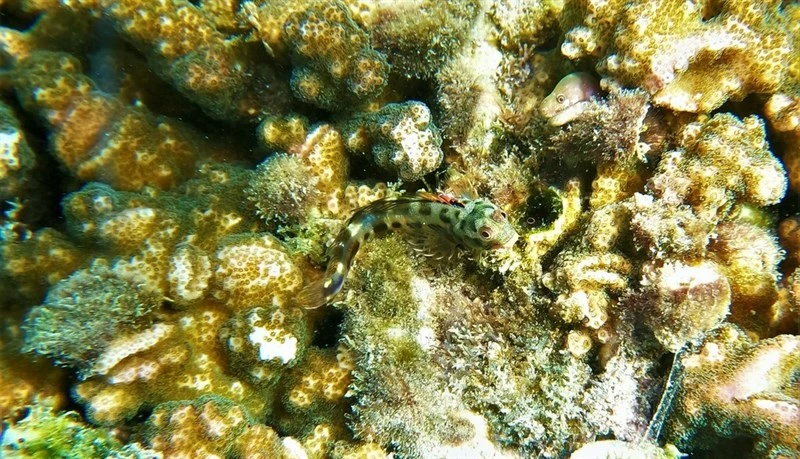 Barnacle blenny, Barnacle Blenny - Acanthemblemaria macrospilus, Acanthemblemaria macrospilus