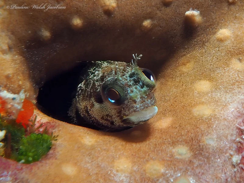 Secretary blenny, Secretary Blenny, Acanthemblemaria maria