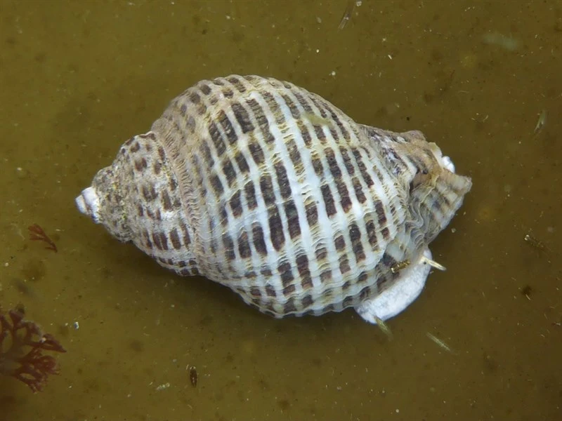 , Angular Unicorn , Angled Unicorn, Acanthinucella spirata