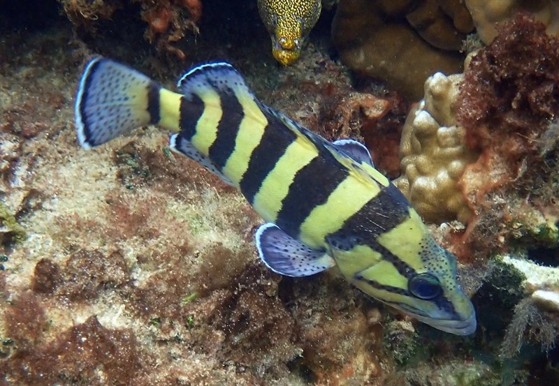 Yellowbanded perch, Girdled Rock Cod, Yellowbanded Perch, Yellow-banded Wirrah, Acanthistius cinctus