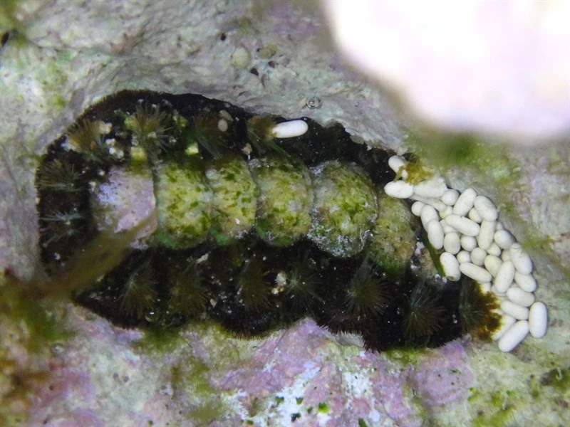 , Acanthochitona viridis, Acanthochitona viridis