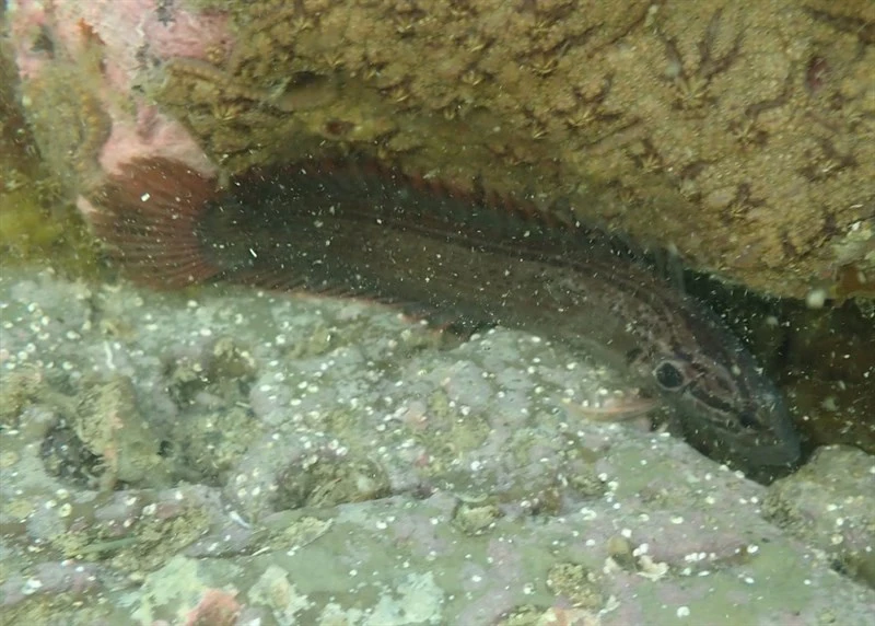 , Acanthoclinus littoreus, Acanthoclinus littoreus