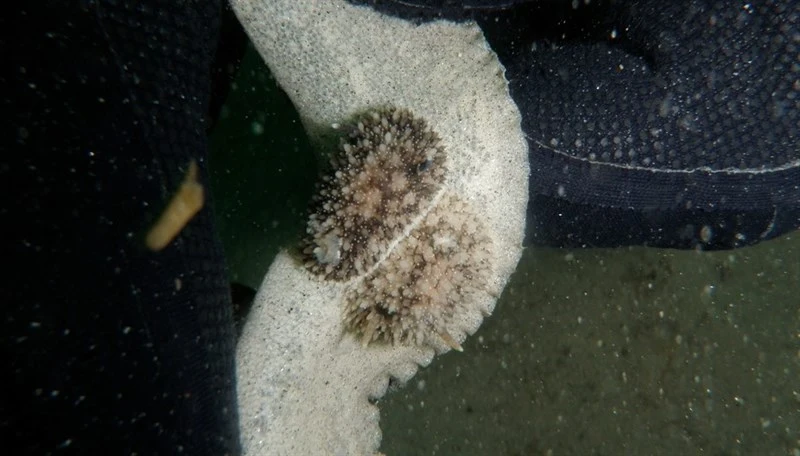 , Brown Horned Dorid, Cedar-Scented Dorid - Acanthodoris brunnea, Acanthodoris brunnea