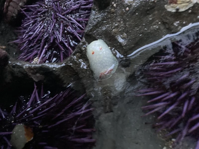 , Wine-plumed Spiny Doris, Rufous-tipped Nudibranch, Red-Gilled Dorid, Nanaimo Dorid, Acanthodoris nanaimoensis