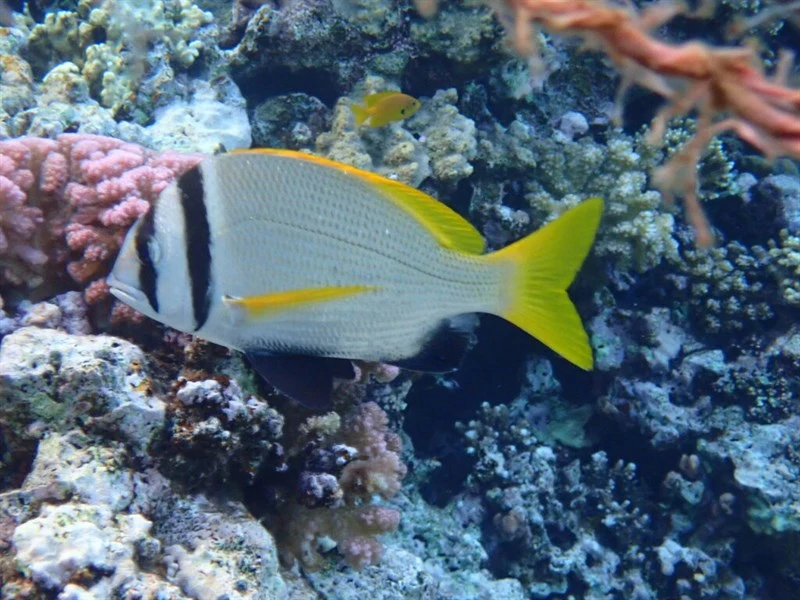 Twobar seabream, Twobar Seabream - Acanthopagrus bifasciatus, Acanthopagrus bifasciatus