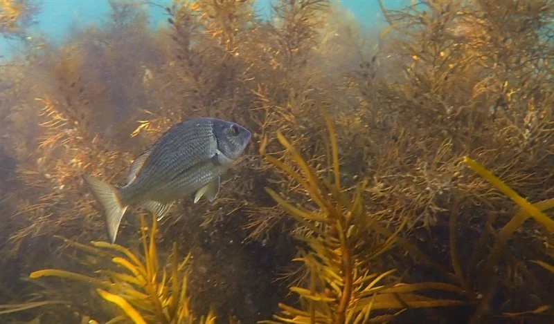 Black bream, , Acanthopagrus butcheri