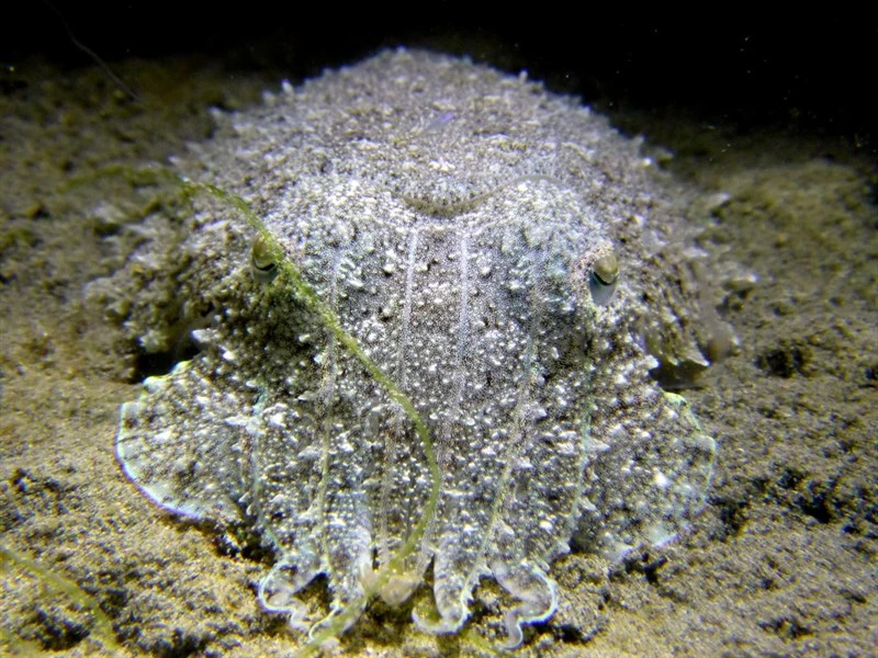 , Needle Cuttlefish, Acanthosepion aculeatum