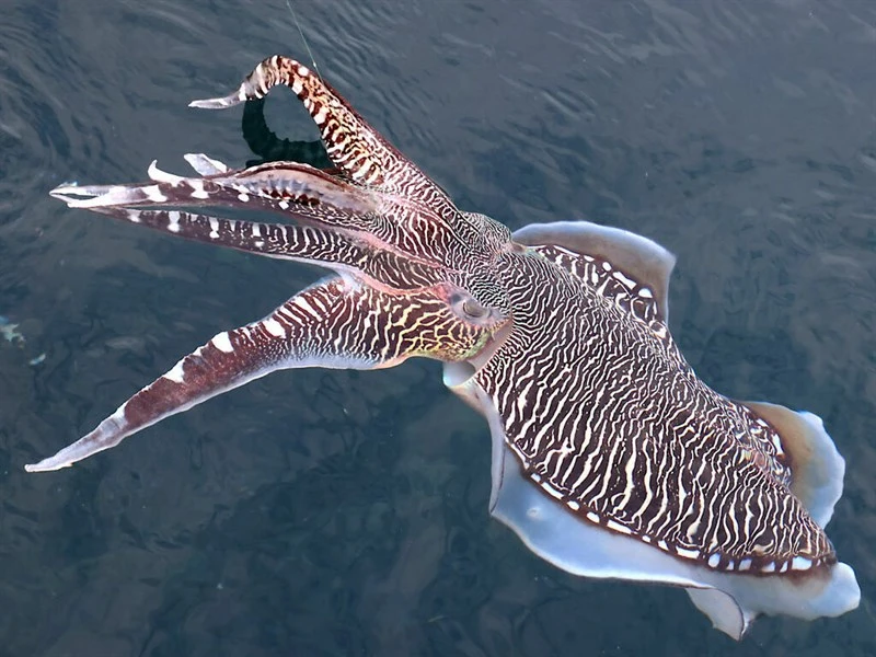 , Pharaoh Cuttlefish, Acanthosepion pharaonis