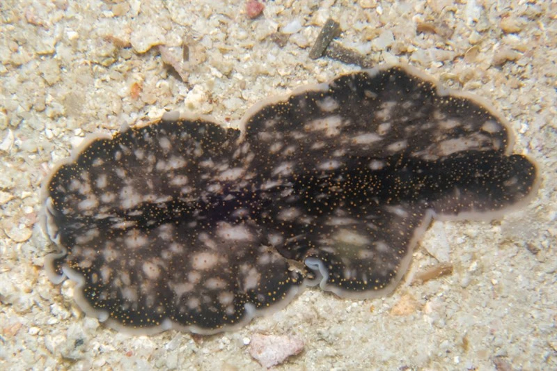 , Polyclad Flatworm, Acanthozoon alderi