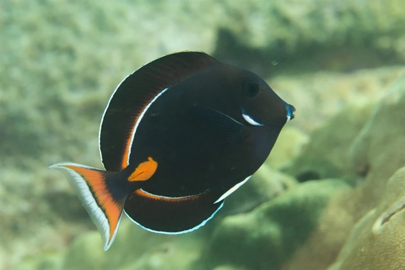 Achilles tang, Achilles Tang, Redspot Surgeonfish, Red-spotted Surgeonfish, Redtail Surgeonfish, Acanthurus achilles