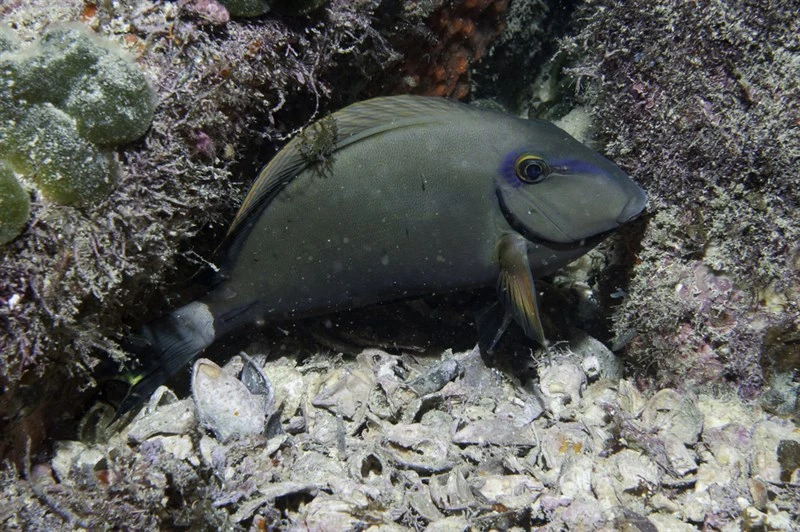 Barber surgeonfish, Barber, Doctorfish, Grey Doctorfish, Ocean Surgeon, Ocean Surgeonfish, Ocean Tang, Ringtail, Shitty Trooper, Acanthurus bahianus