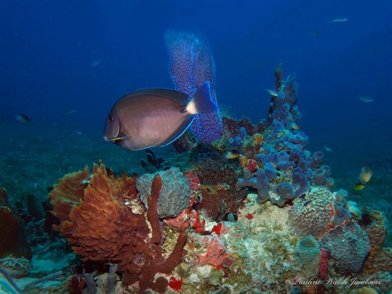 Doctorfish, Black Doctorfish, Doctorfish, Acanthurus chirurgus