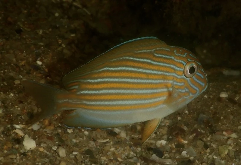 Lined surgeonfish, Blue Banded Surgeonfish, Blue-lined Surgeonfish, Clown Surgeonfish, Lined Surgeonfish, Striped Surgeon, Striped Surgeonfish, Zebra Surgeonfish, Acanthurus lineatus