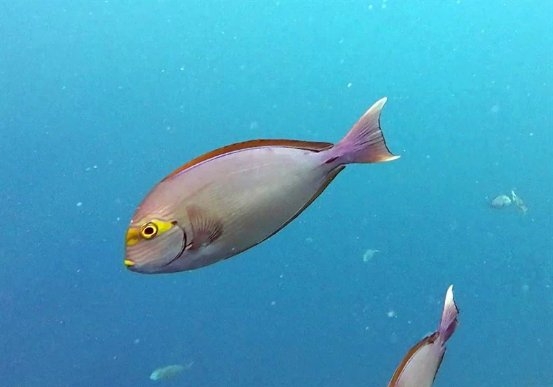 Elongate surgeonfish, Bleeker's Surgeonfish, Blue-lined Surgeonfish, Elongate Surgeonfish, Mata Surgeonfish, Pale Surgeon, Striped Surgeonfish, White-tail Lancet, Yellowmask Surgeonfish, Acanthurus mata