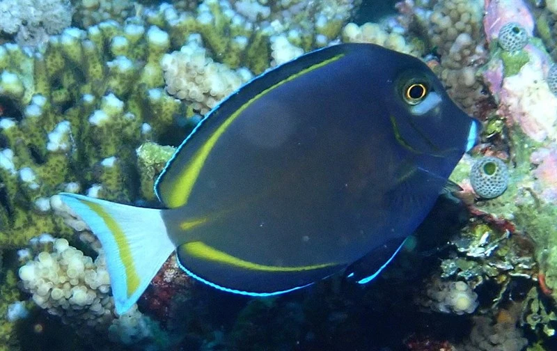 Whitecheek surgeonfish, Blackear Surgeonfish, Black Surgeonfish, Golden Rim Surgeonfish, Gold-rim Tang, Gray Surgeonfish, Velvet Surgeonfish, White-cheeked Surgeonfish, Whiteface Surgeonfish, Whitetail Surgeonfish, Yellowrimmed Surgeonfish, Yellow Spotted Surgeonfish - Acanthurus nigricans, Acanthurus nigricans
