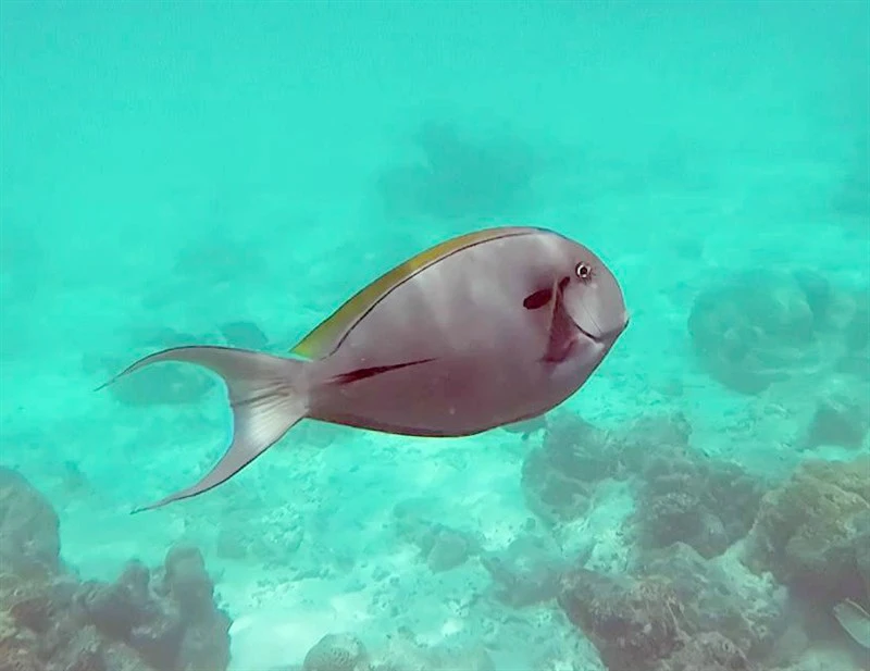 Epaulette surgeonfish, Black-barred Surgeonfish, Blackstreak Surgeonfish, Epaulette Surgeonfish, Shoulderbar Surgeonfish, White-tail Surgeonfish, Acanthurus nigricauda