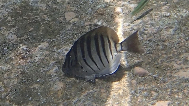 Black-barred surgeonfish, Black-barred Surgeonfish, Multibar Surgeonfish - Acanthurus polyzona, Acanthurus polyzona