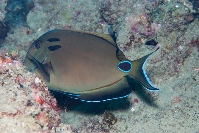 Doubleband surgeonfish, Doubleband Surgeonfish, Lieutenant Surgeonfish, Acanthurus tennentii