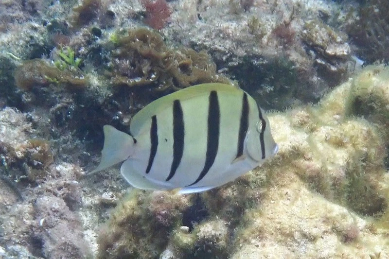 Convict surgeonfish, Convict Surgeonfish, Convict Tang, Fiveband Surgeonfish, Acanthurus triostegus