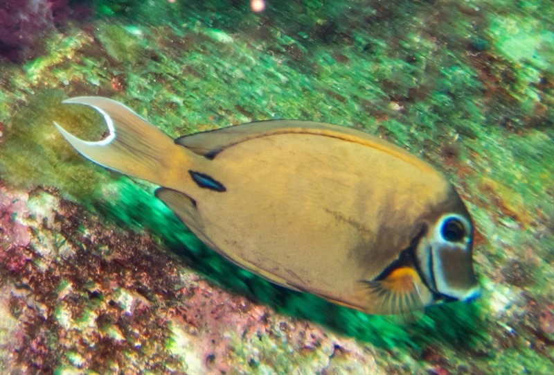 Indian Ocean mimic surgeonfish, Blackcheek Surgeonfish, Indian Ocean Mimic Surgeonfish, Yellowspot Surgeonfish, Acanthurus tristis