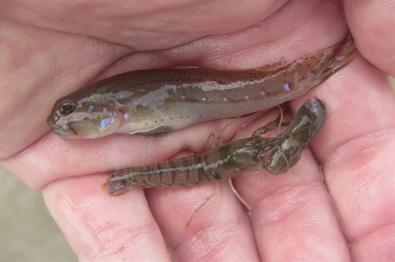 Barcheek Amoya, Acentrogobius moloanus, Acentrogobius moloanus