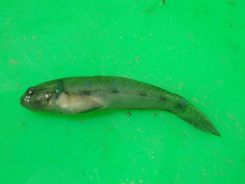 , Acentrogobius viganensis, Acentrogobius viganensis
