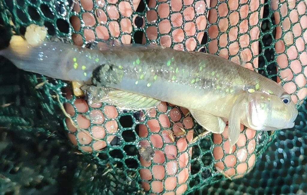 Spotted green goby, Acentrogobius viridipunctatus, Acentrogobius viridipunctatus