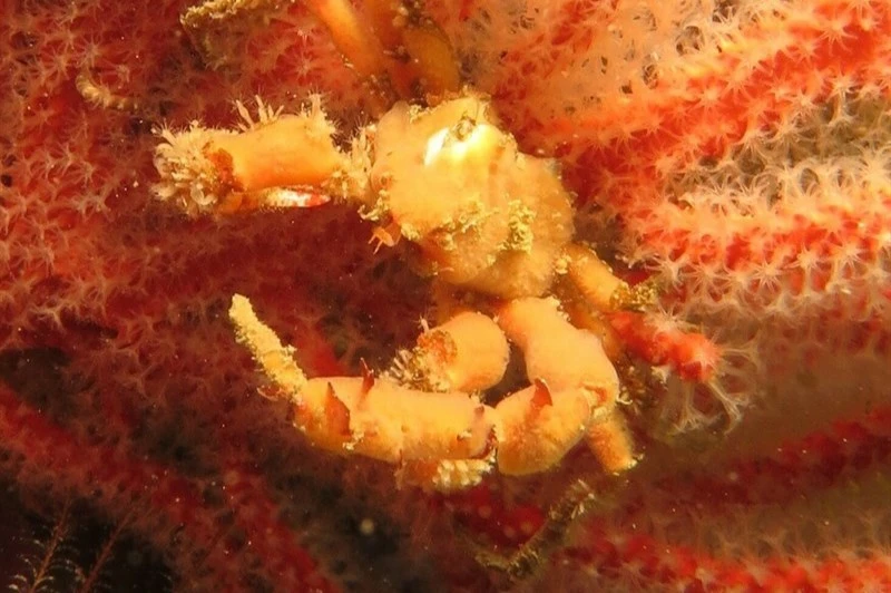 , Hotlips Spider Crab - Achaeopsis spinulosa, Achaeopsis spinulosa