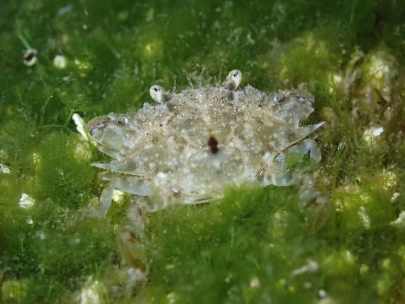 , Achelous anceps, Achelous anceps