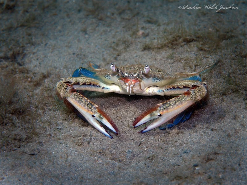 , Flatface Swimming Crab, Flat-browed Crab, Achelous depressifrons