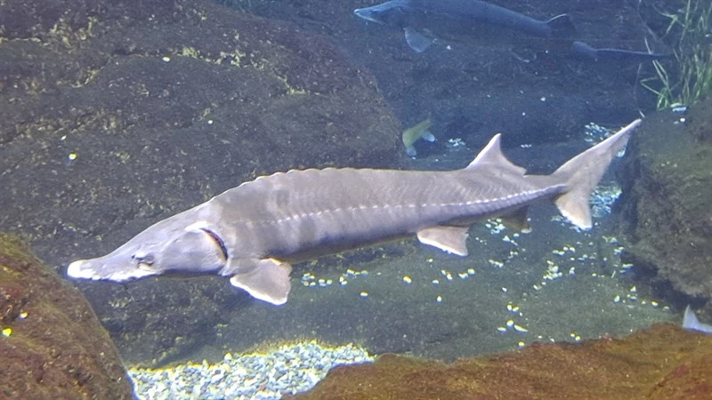 Siberian sturgeon, Acipenser baerii, Acipenser baerii