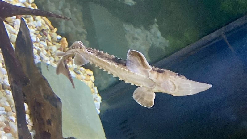 Lake sturgeon, , Acipenser fulvescens