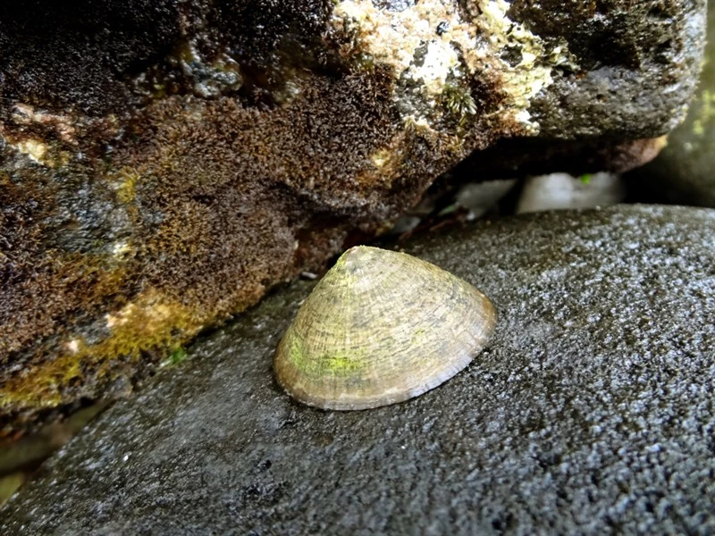 , Acmaea juanina