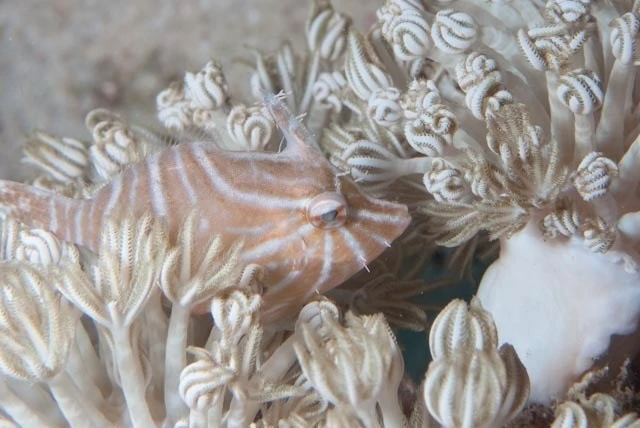 Radial leatherjacket, Radial Leatherjacket, Flower-coral Filefish, Radiated Filefish, Acreichthys radiatus