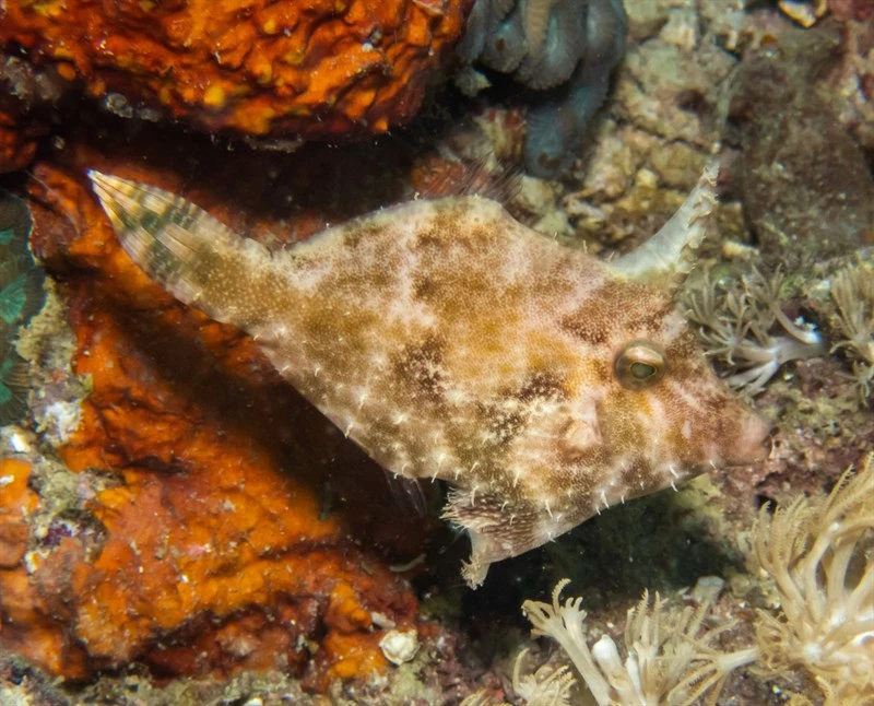 Bristle-tail file-fish, Bristle-tail File-fish, Acreichthys tomentosus