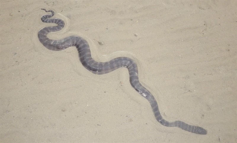 , Little File Snake - Acrochordus granulatus, Acrochordus granulatus