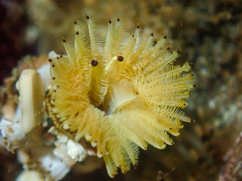 , Acromegalomma splendidum