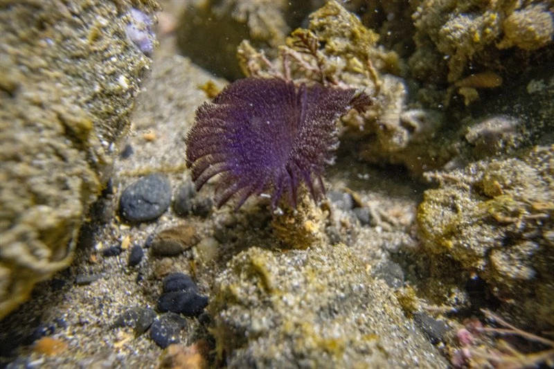 , Acromegalomma suspiciens
