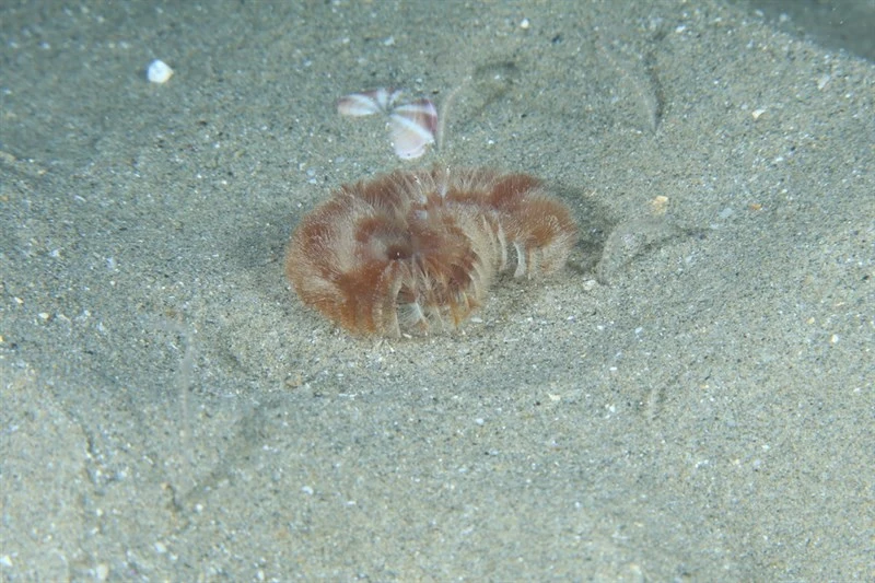 , Fan Worm - Acromegalomma vesiculosum, Acromegalomma vesiculosum